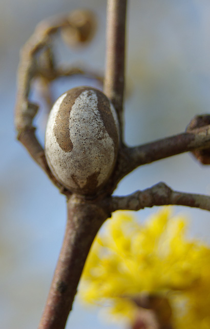 Mystery Egg