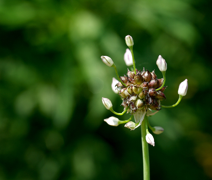 Budding