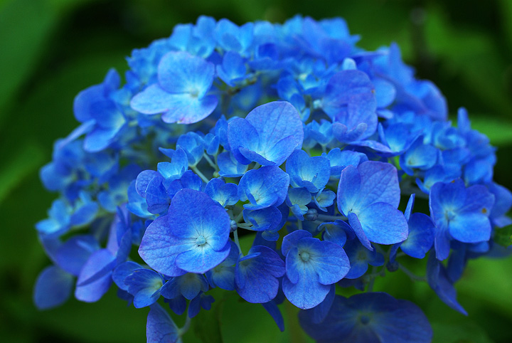 Hydrangea