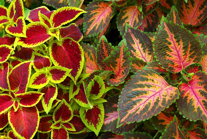 Variegated