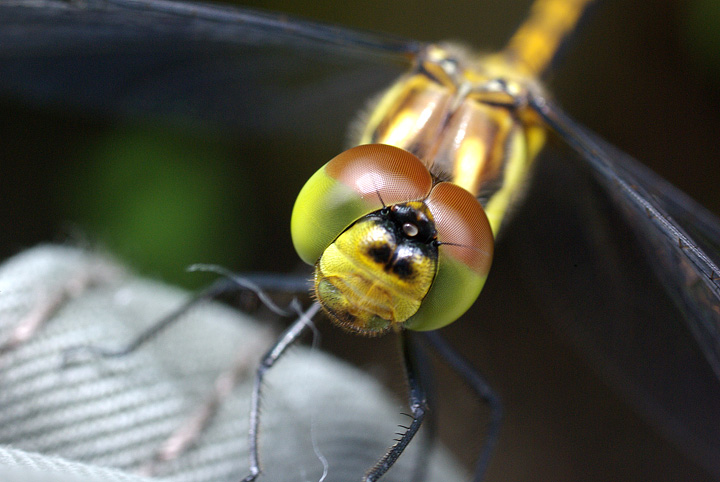 First Dragonfly Macro '08