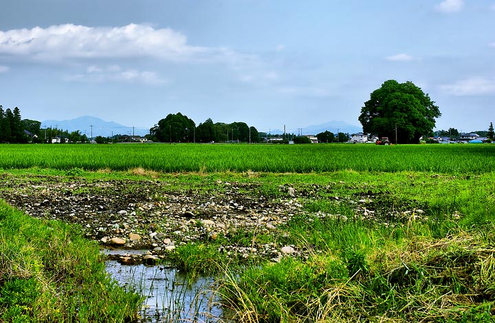 Farming Scene