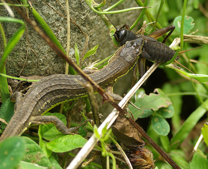 Lizard and Cricket