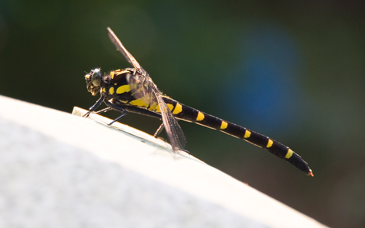 Oniyama dragonfly 1