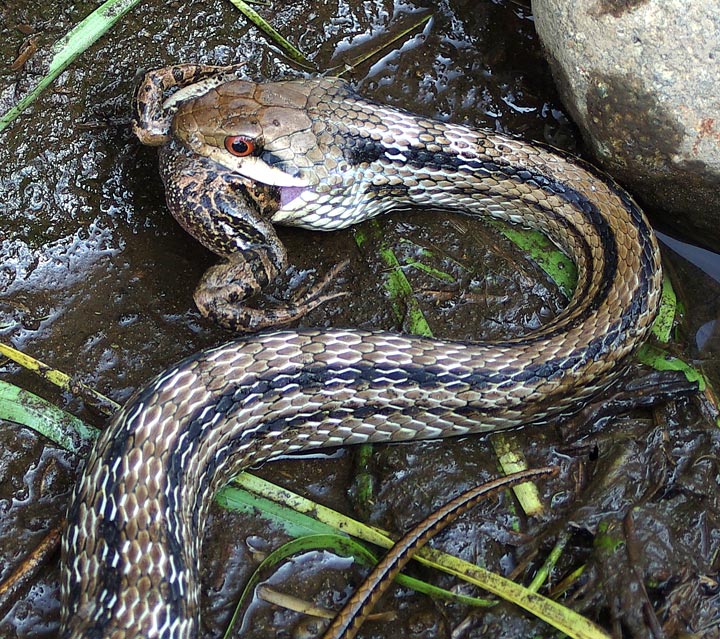 Snake and Frog