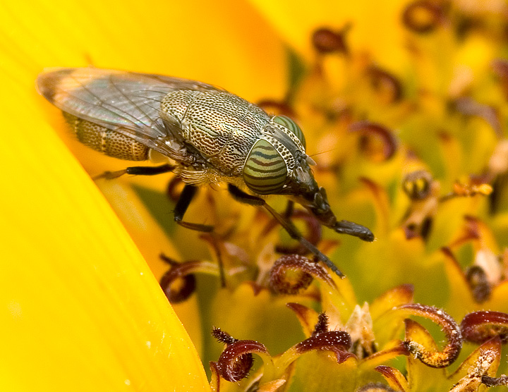 fly1244.jpg