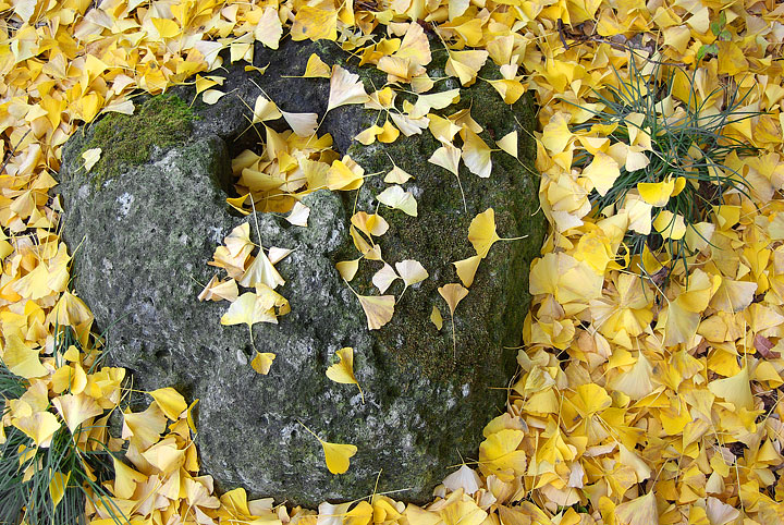 Under the Gingko Tree