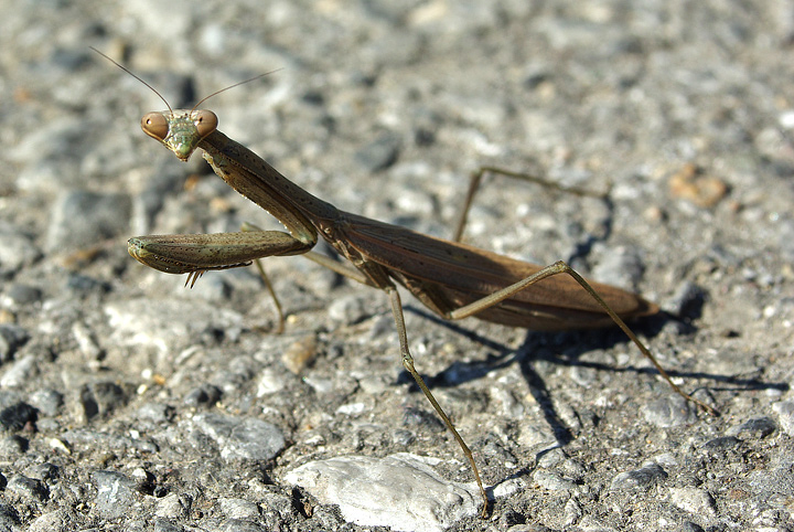 The Mantis