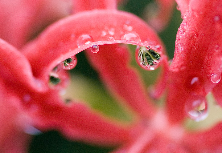 Spider Lily '05
