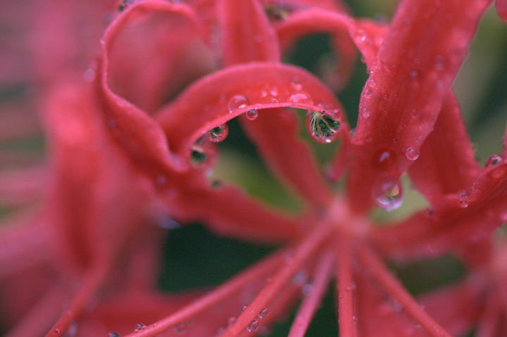 Original Spider Lily