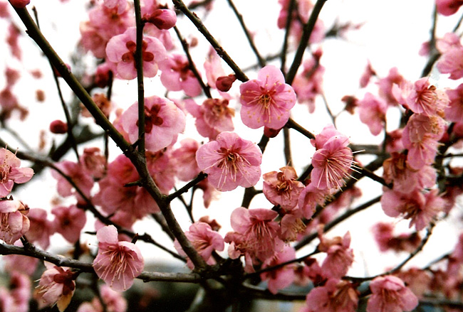 Plum blossoms 1