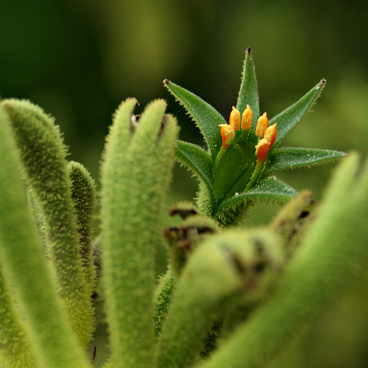 Kangaroo Paw Green1