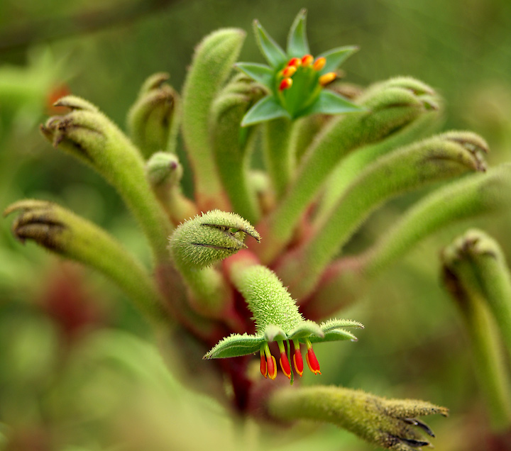 Kangaroo Paw Green2