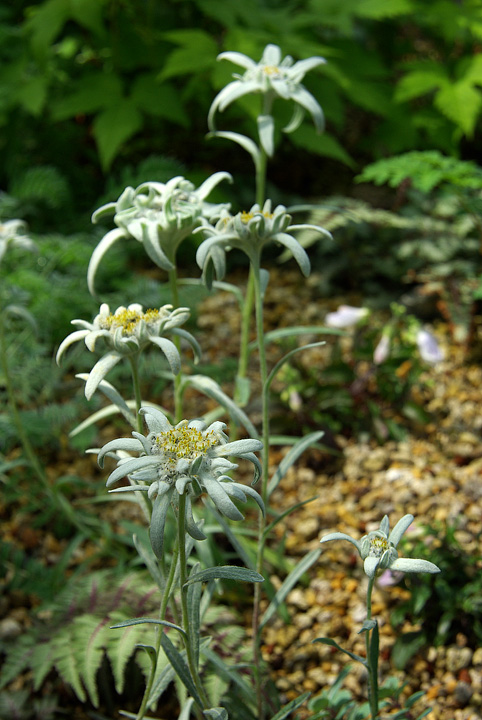 Edelweiss