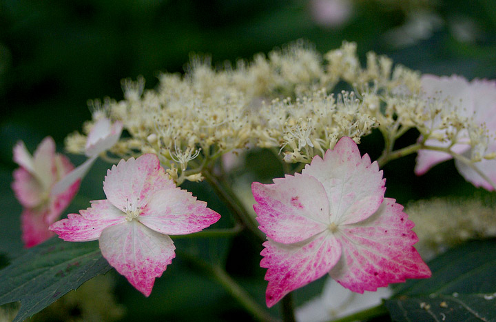 Pink Ajisai