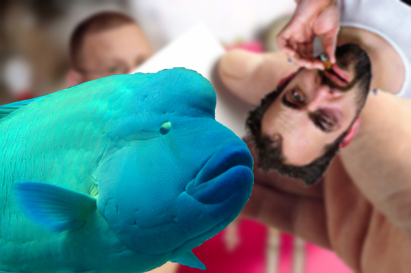 crasherfish