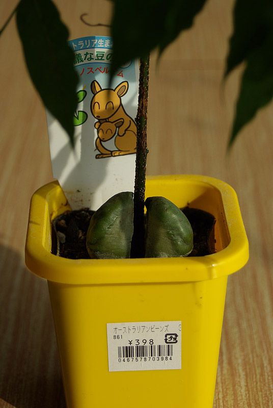 dec09-Autralian Beans