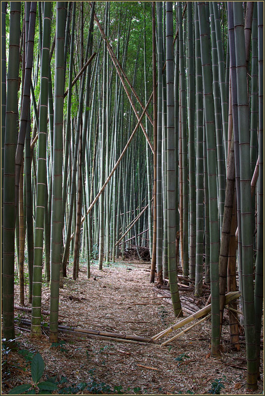 dec17-Bamboo