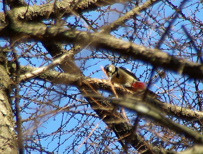 Dec24-Woodpecker