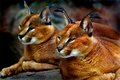 lynxresized.jpg