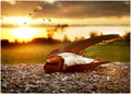 18 Seconds Before Sunset