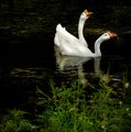 Duet
