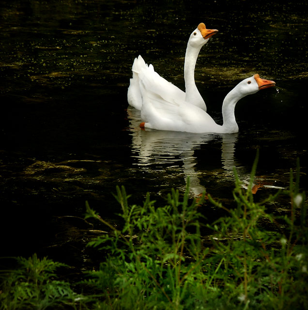 Duet