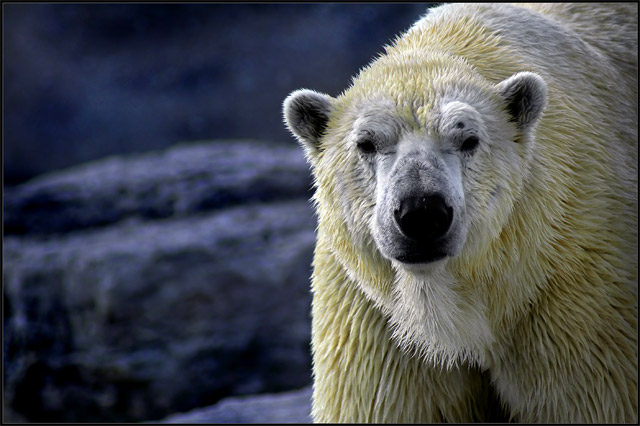 Polar Bear