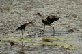 Jacana (the Jesus bird)