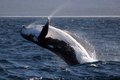 Whale Breaching