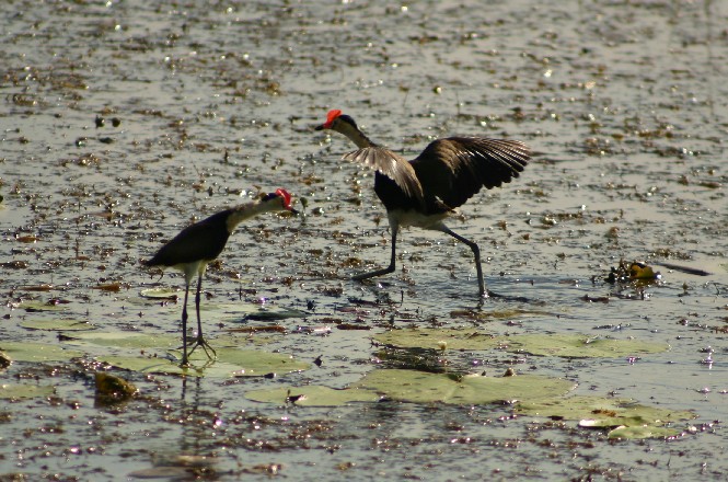 Jacana (the Jesus bird)