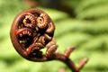 Koru