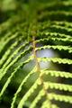 Moana Fern