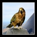 Kea Mountain Parrot