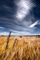 Barley Field in McKenzie Country
