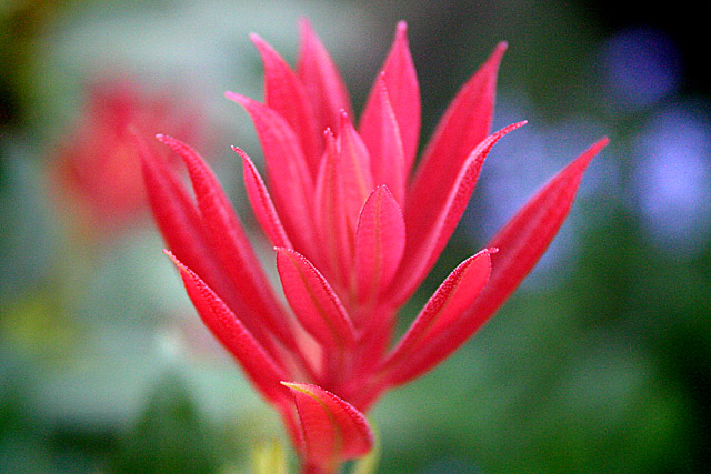 Flora