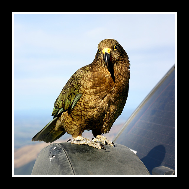 Kea Mountain Parrot