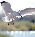 Landing