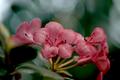 Soft Pink