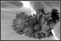 Trio in Black and White
