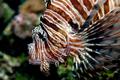 Lion Fish (Color)