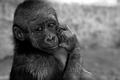 Contemplation
