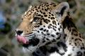 Jaguar Profile