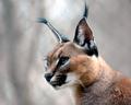 Lynx