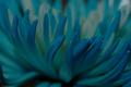 Blue Tips