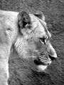 Lioness Profile