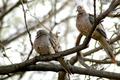 Dove Pair