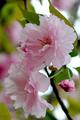 Pink Blossom