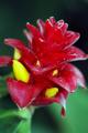 Red Blossom