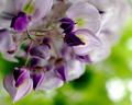 Look Up At the Lilacs